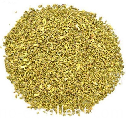 소포라 자포니카 봉오리 Sophora japonica bud
